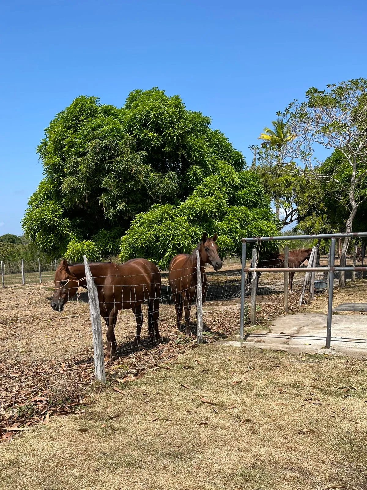 Finca Productiva y Ecuestre Totalmente Operativa cerca de Buenaventura