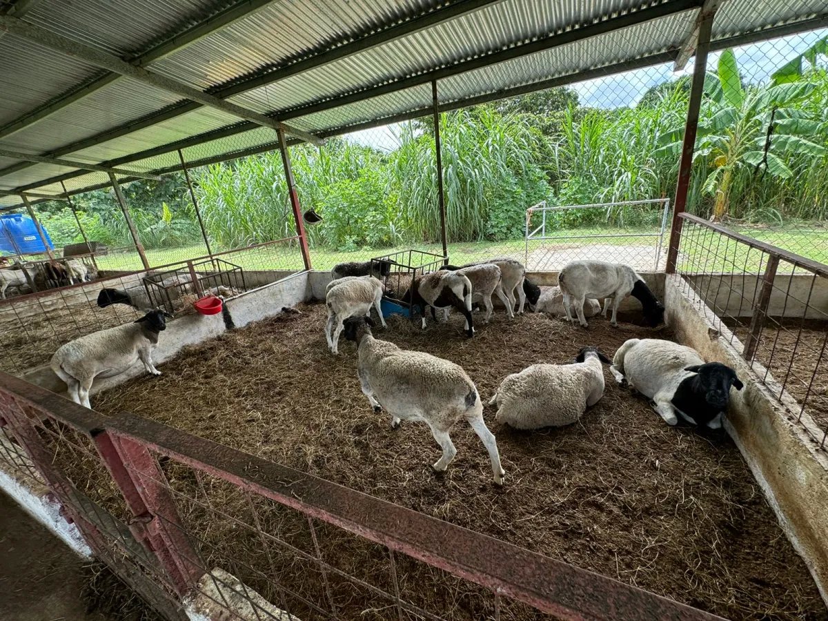 Finca Productiva y Ecuestre Totalmente Operativa cerca de Buenaventura