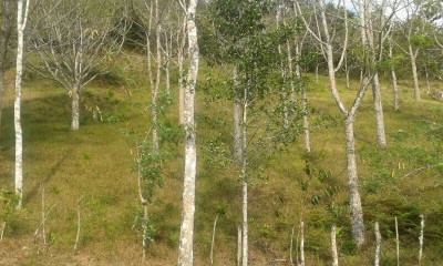 14336 - Penonomé - fincas