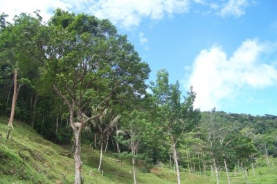 14523 - Llano grande - fincas