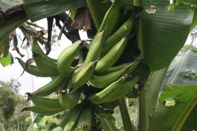 14532 - Las Tablas - fincas