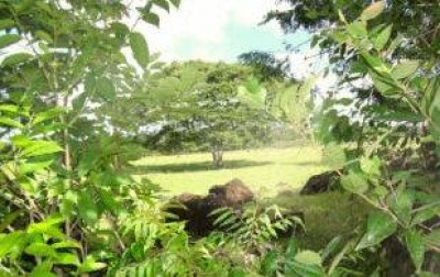 14534 - Potrerillos - fincas