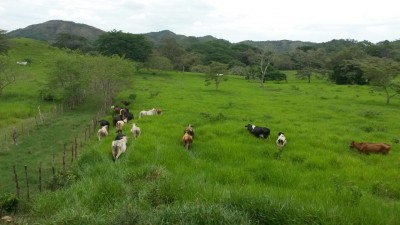 14559 - Parita - fincas