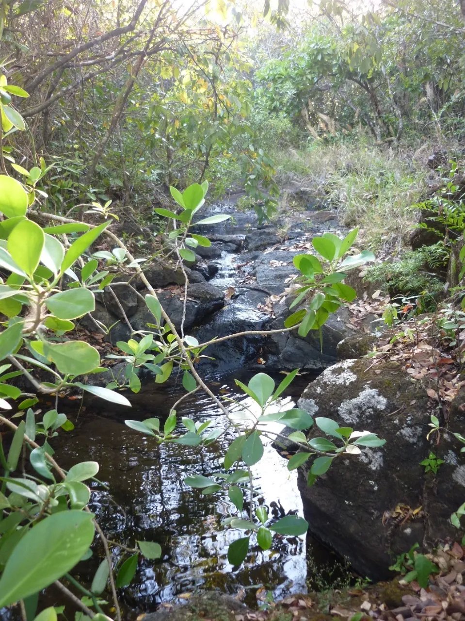 Venta de Terreno en Calobre