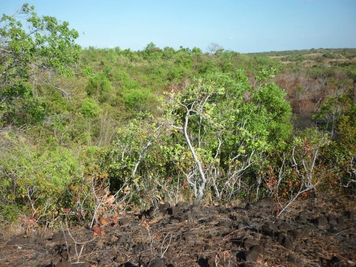 Venta de Terreno en Calobre