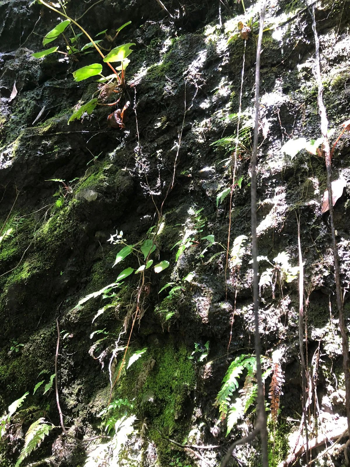 Unimproved Land For Sale in Volcancito