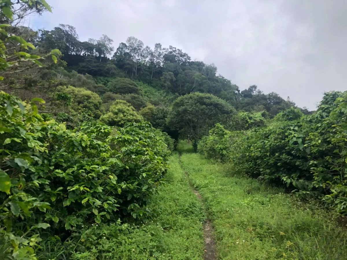 Unimproved Land For Sale in Volcancito