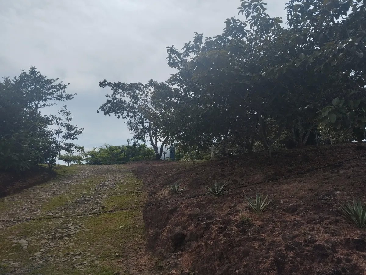 Unimproved Land For Sale in Via El Cacao De Capira