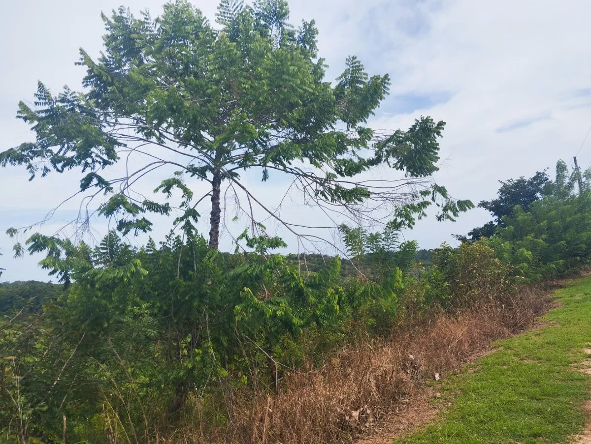 Unimproved Land For Sale in Via El Cacao De Capira