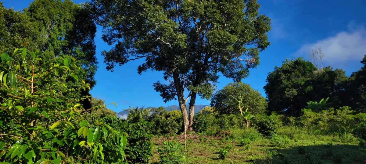 Mixed Use For Sale in Palmira; Boquete, Panama