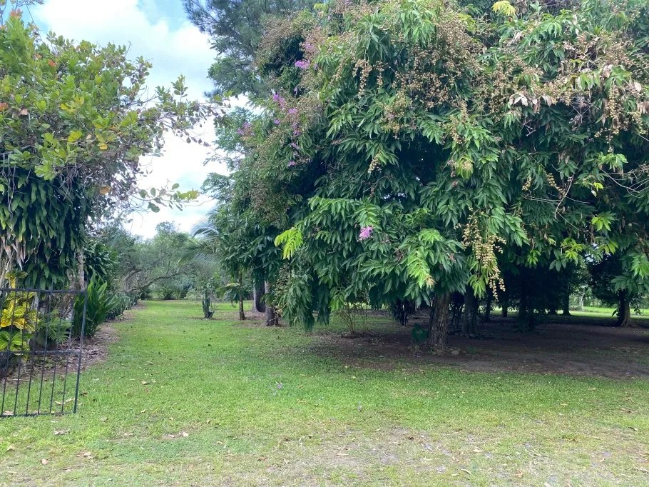 Farm For Sale in Guasimo