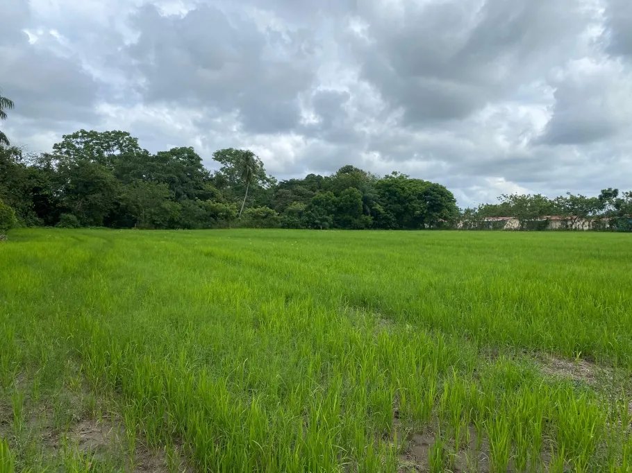Farm For Sale in Guasimo