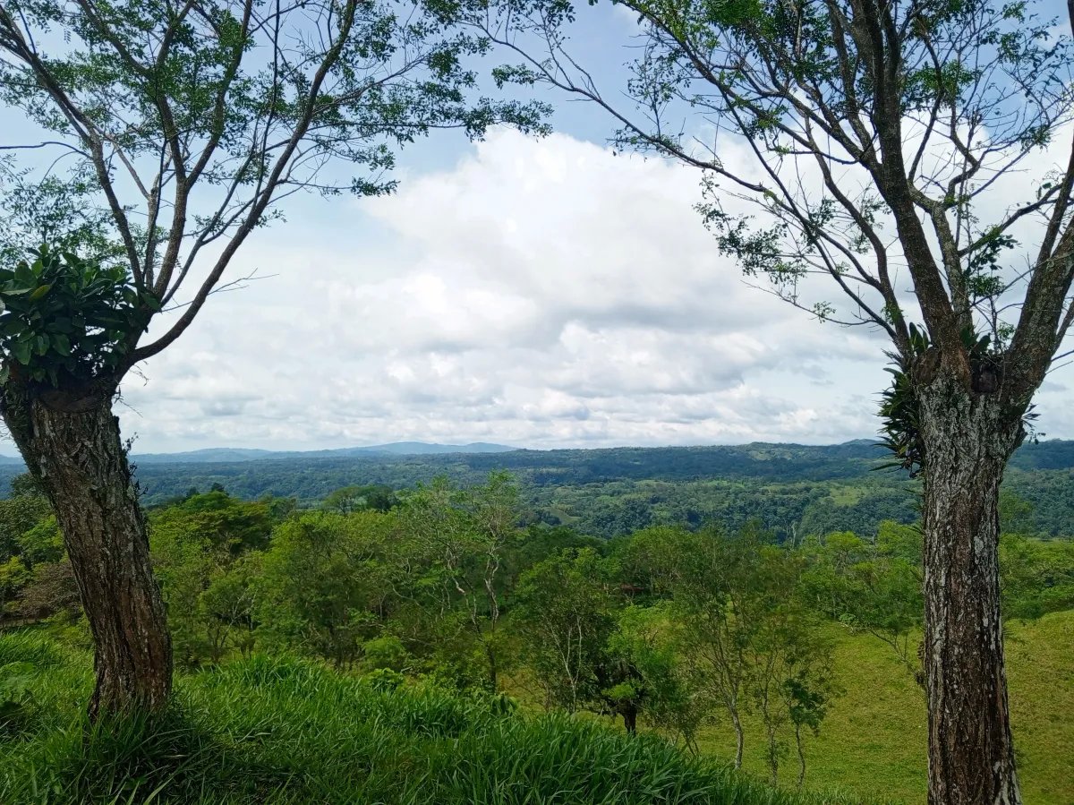 Finca de 21.7 Hectáreas en Venta en Santa Rosa, Bugaba, Chiriquí, Panamá | Tierra Agrícola de Altura y Oportunidad de Inversión