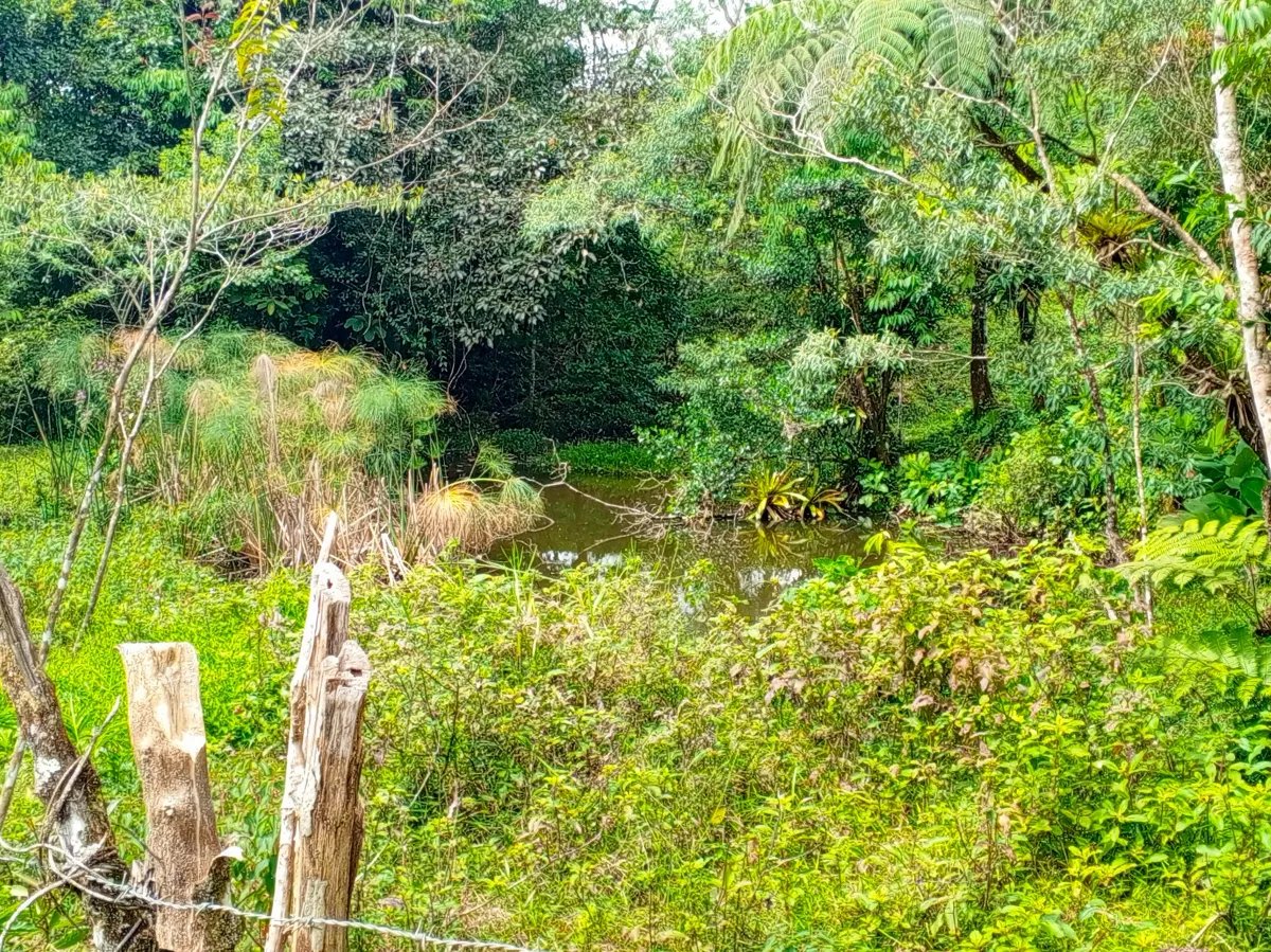 Finca de 21.7 Hectáreas en Venta en Santa Rosa, Bugaba, Chiriquí, Panamá | Tierra Agrícola de Altura y Oportunidad de Inversión