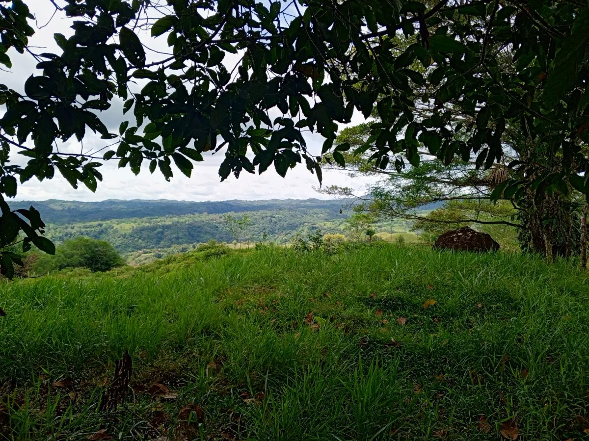 Finca de 21.7 Hectáreas en Venta en Santa Rosa, Bugaba, Chiriquí, Panamá | Tierra Agrícola de Altura y Oportunidad de Inversión