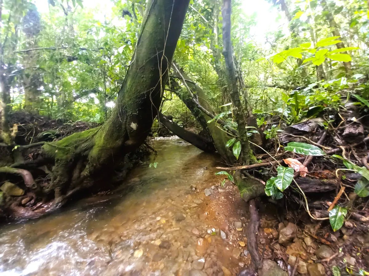 Lote a la Venta en Potrerillos | 6059?m² | Chiriqui |  Panama