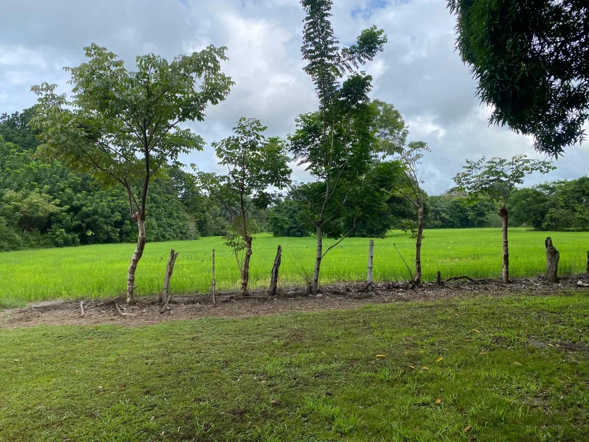 Farm For Sale in Alanje