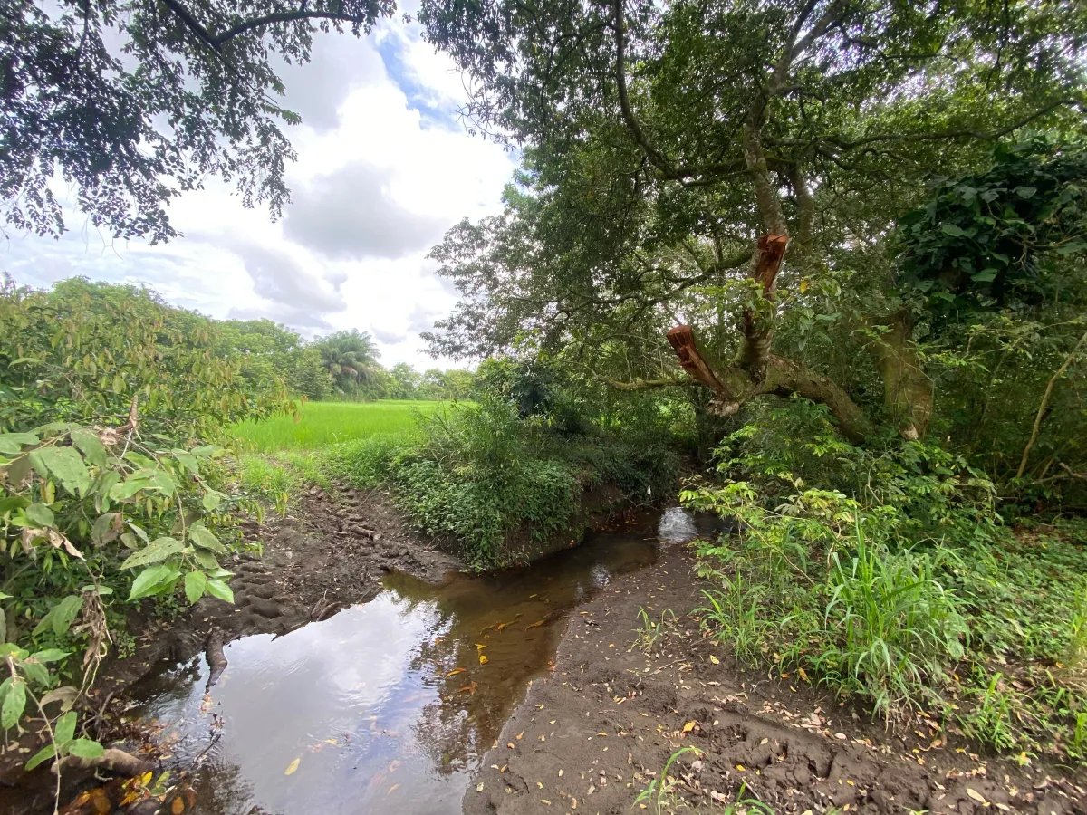 Farm For Sale in Alanje