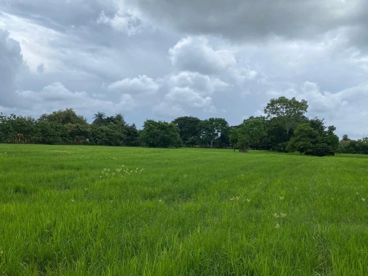 Farm For Sale in Alanje