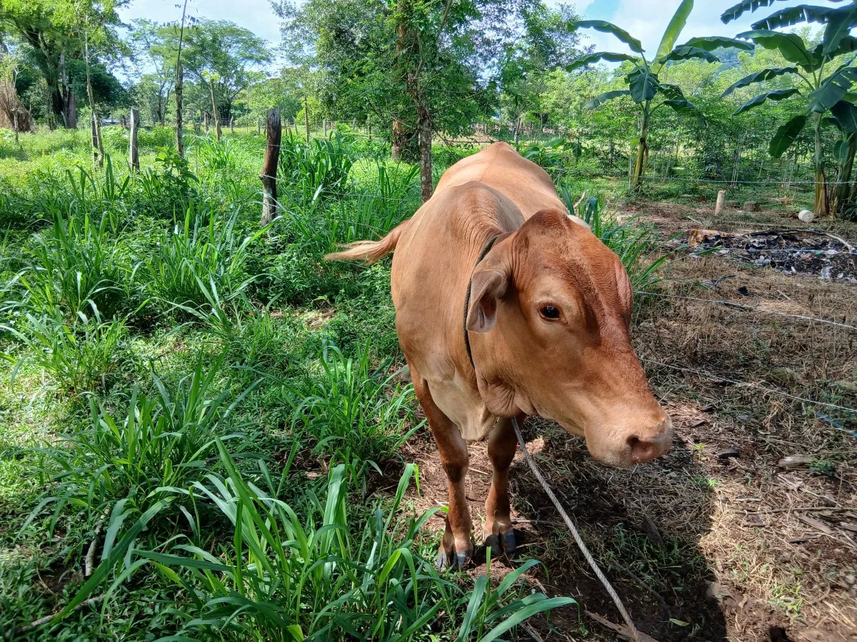 Farm For Sale in Las Lomas