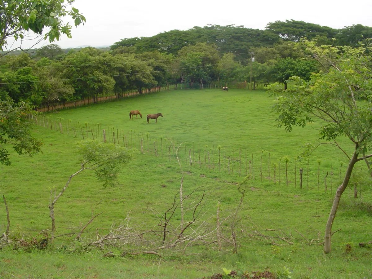 Unimproved Land For Sale in Parita, Potuga