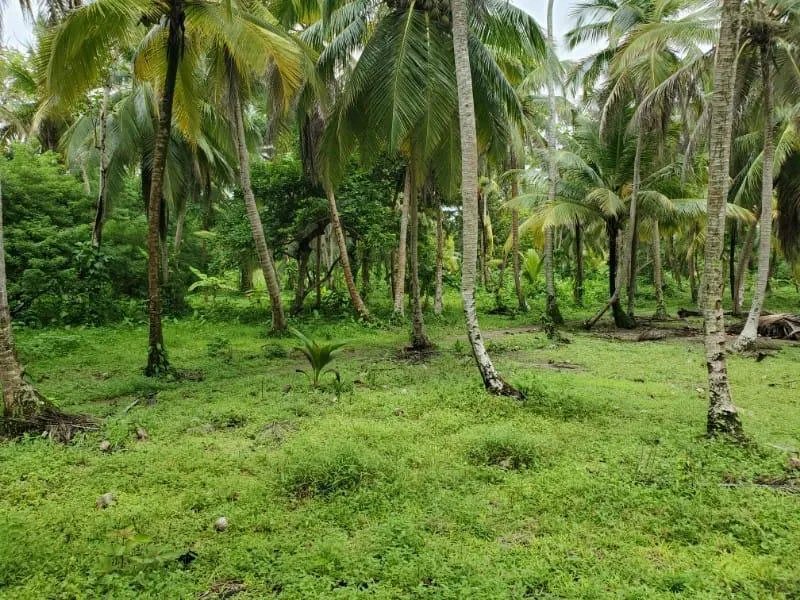 Agriculture For Sale in Nombre de Dios