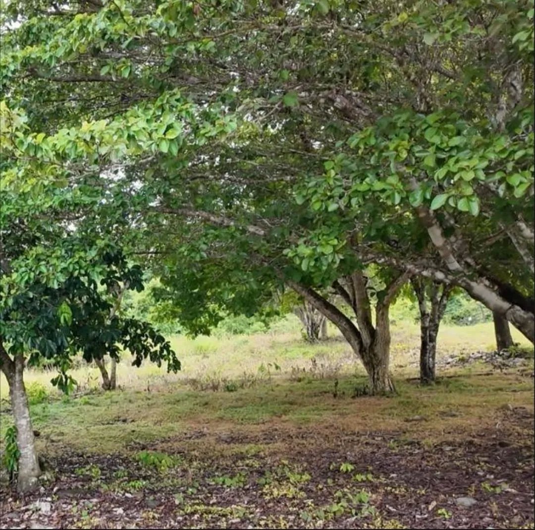 Business For Sale in Venta de Terreno en Puerto Armuelles