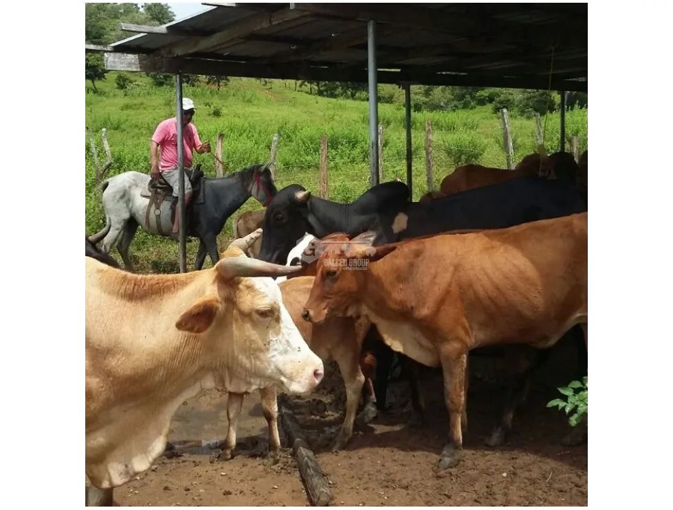 Land/Farm for sale in Chepo