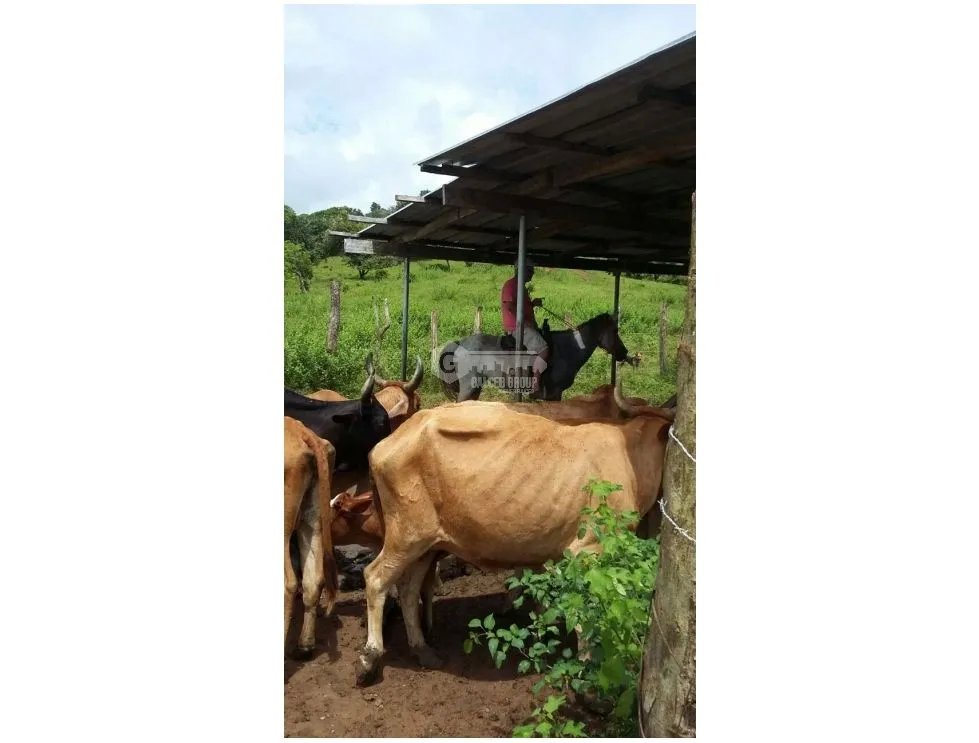 Land/Farm for sale in Chepo