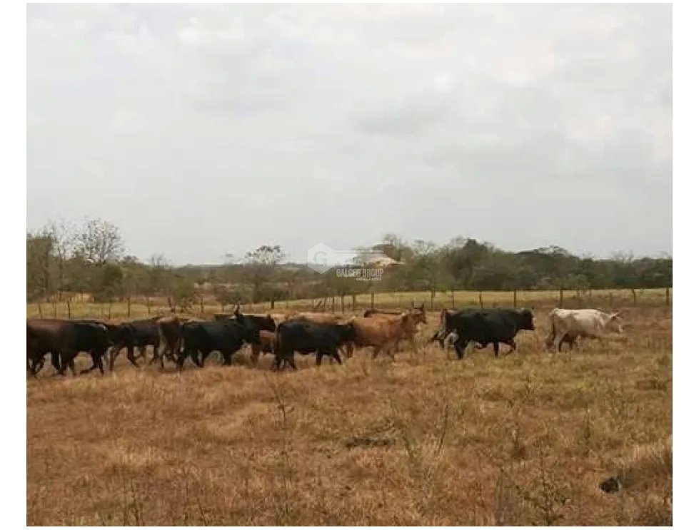 Building Lot for sale in Chepo