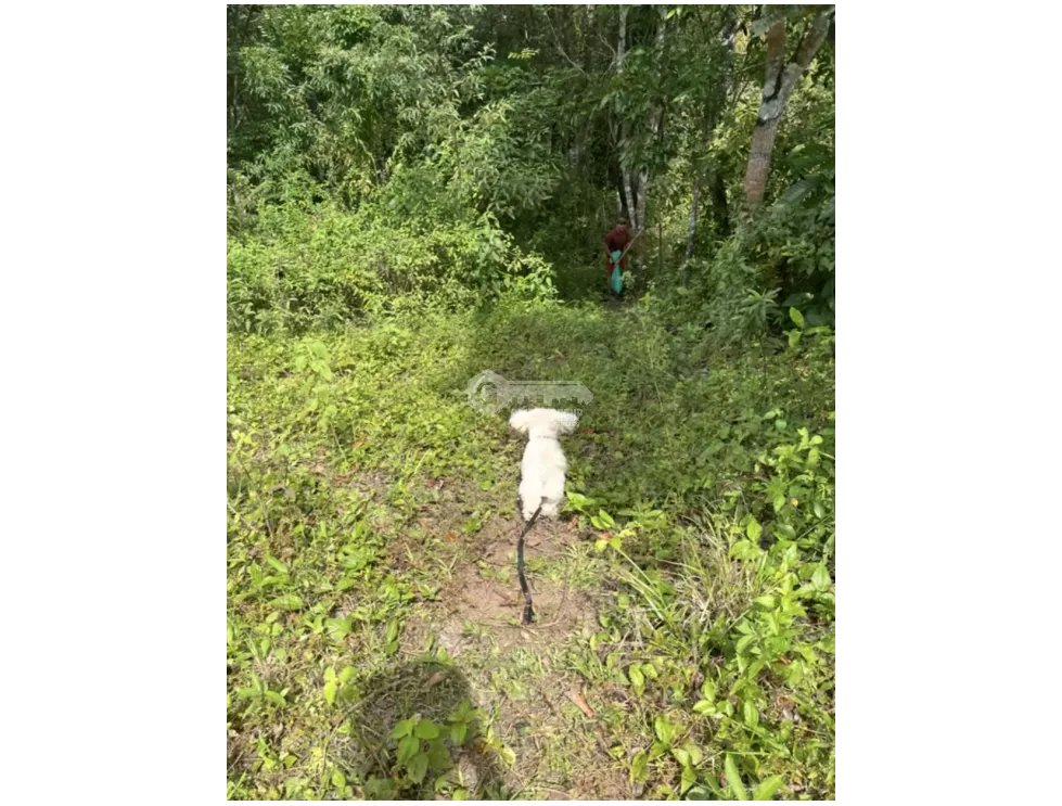 Land/Farm for sale in Capira