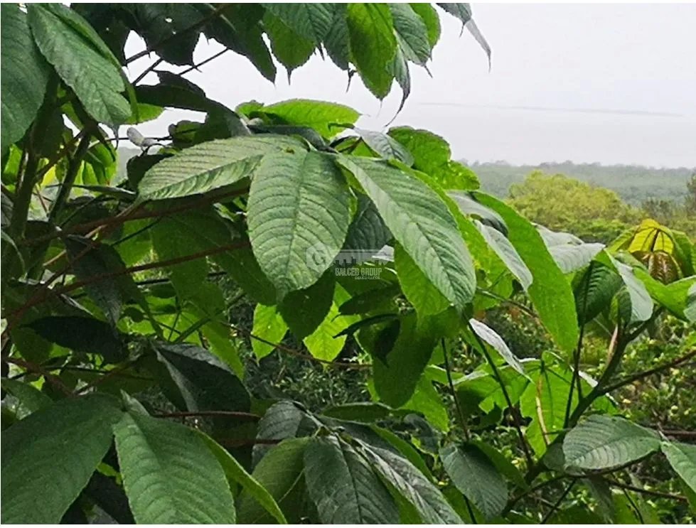 Building Lot for sale in Chame