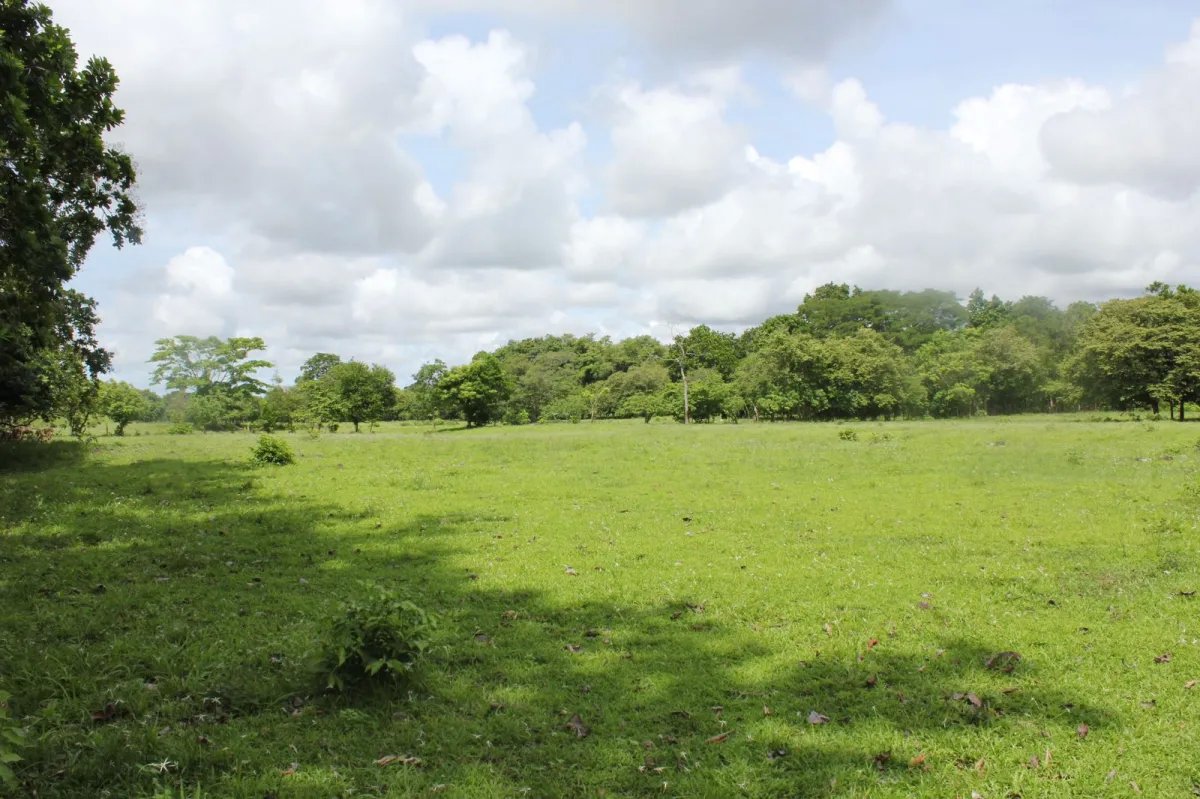 Agriculture For Sale in Utivé