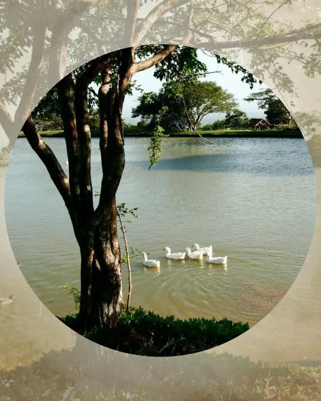 Se vende lote en la Laguna de San Carlos, Proyecto Rancho Santa Fe