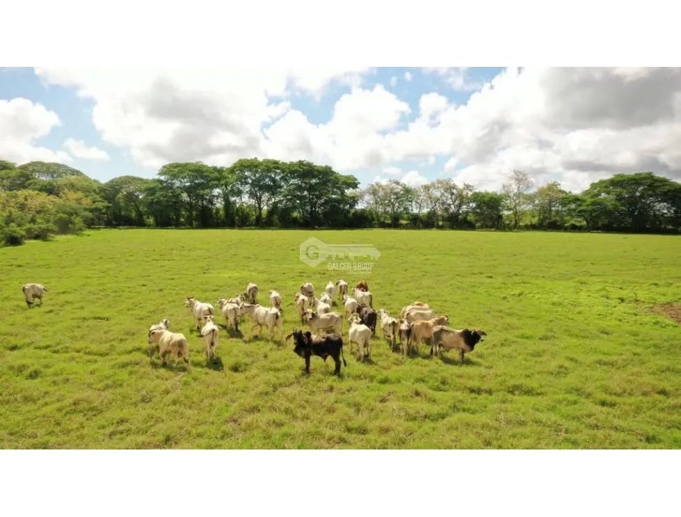 PARITA / HERRERA / IDEAL PARA AGRICULTURA Y GANADERIA / 13 HECTAREAS