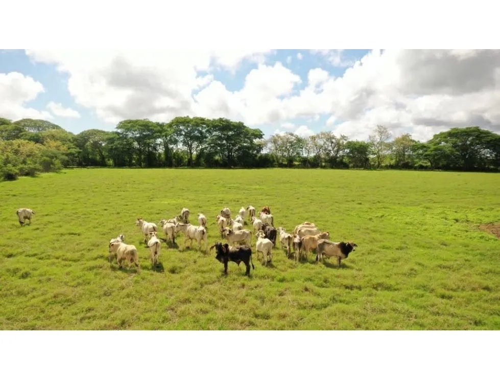 HERRERA / PARITA / 13 HECTAREAS / IDEAL PARA AGRICULTURA Y GANADERIA