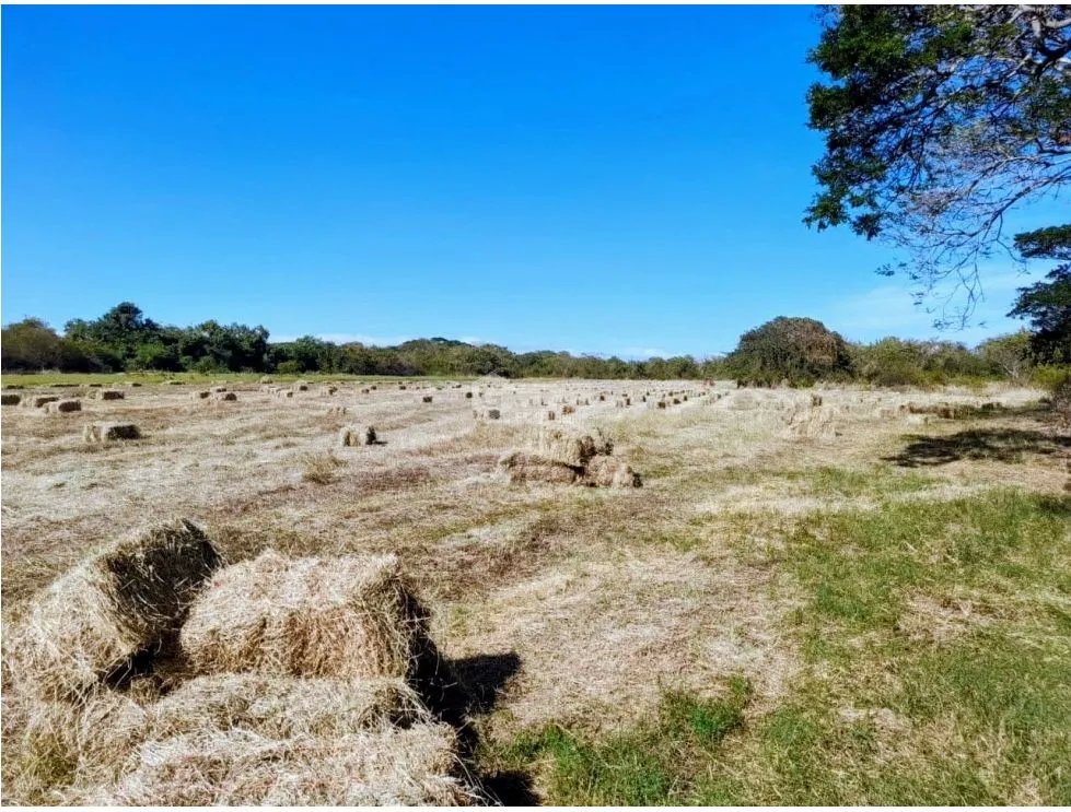 HERRERA / PARITA / 13 HECTAREAS / IDEAL PARA AGRICULTURA Y GANADERIA
