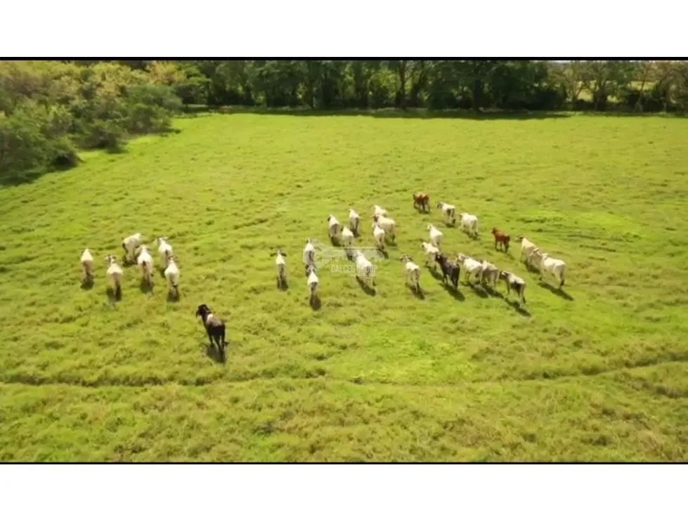 HERRERA / PARITA / 13 HECTAREAS / IDEAL PARA AGRICULTURA Y GANADERIA