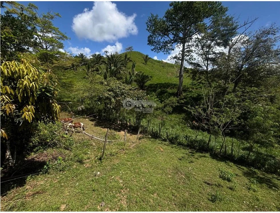SE VENDE FINCA EN CAPIRA EL CACAO IDEAL PARA GANADERIA Y AGRICULTURA