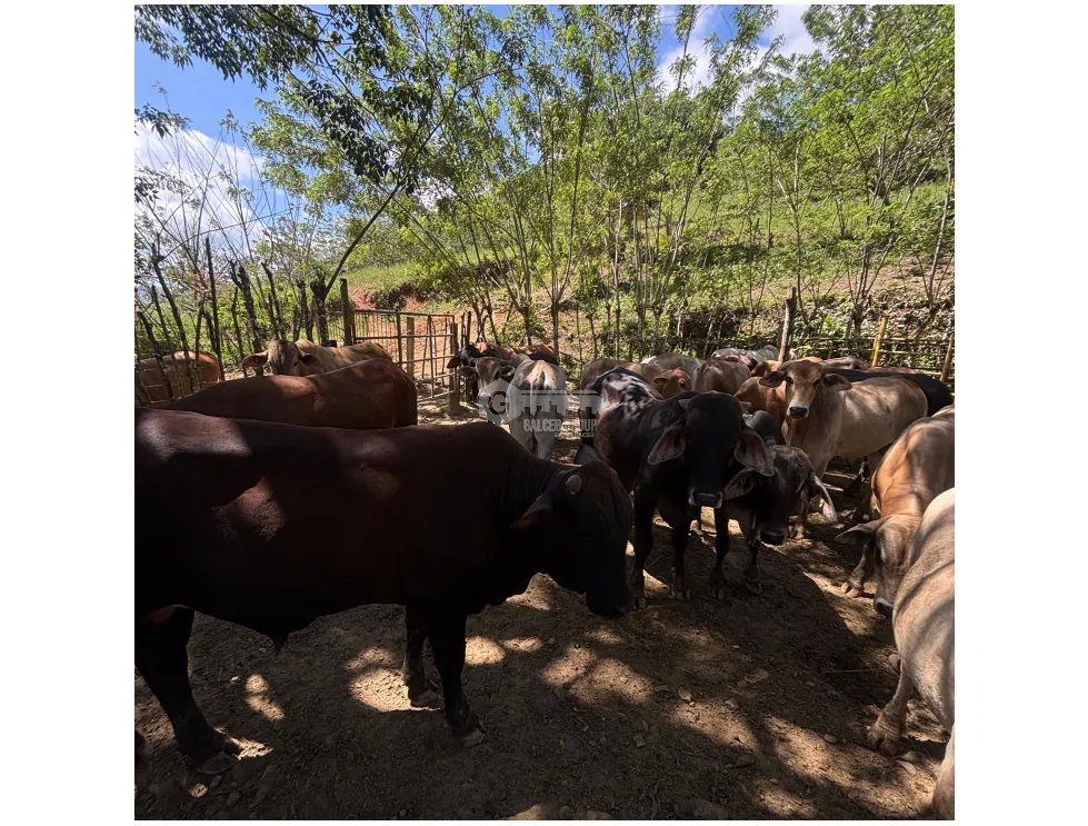 SE VENDE TERRENO DE 70 HECTÁREA EL CACAO CAPIRA IDEAL PARA GANADERIA