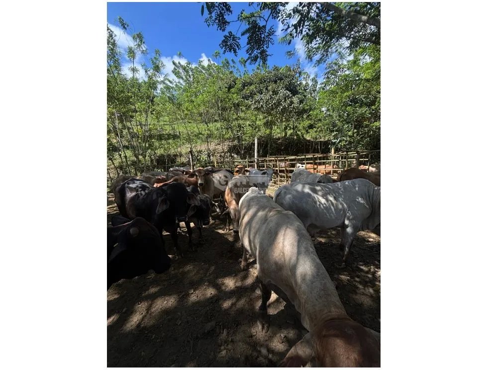 Building Lot for sale in Capira