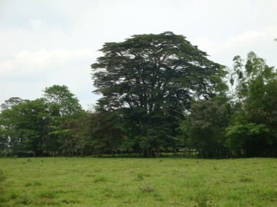 16133 - Dolega - fincas