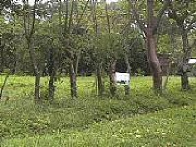 16351 - Alto boquete - lotes