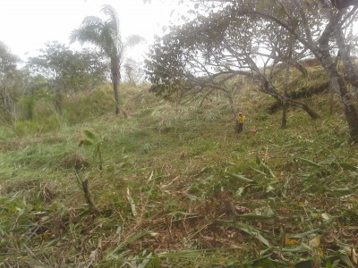 17663 - Nuevo emperador - lotes