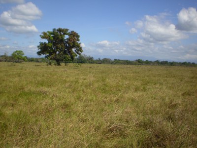 17883 - Santo tomas - fincas