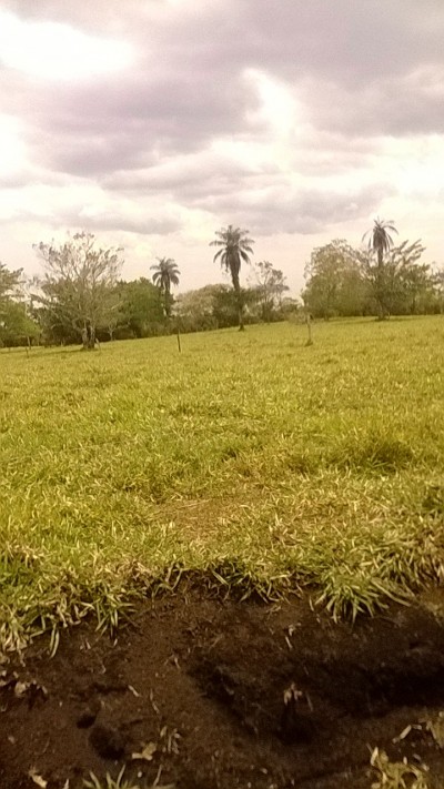 19723 - Potrerillos - fincas