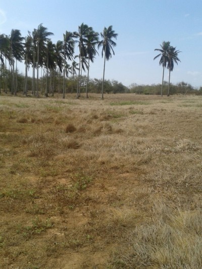 21258 - Guararé - lotes