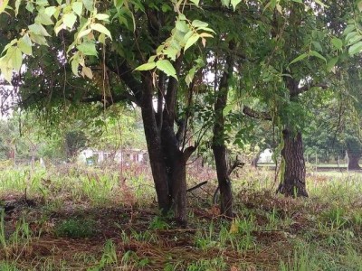 23607 - Coronado - lotes