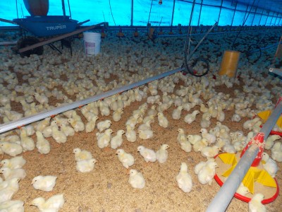 23857 - Ciudad de Panamá - farms