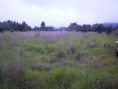 26171 - Bugaba - fincas